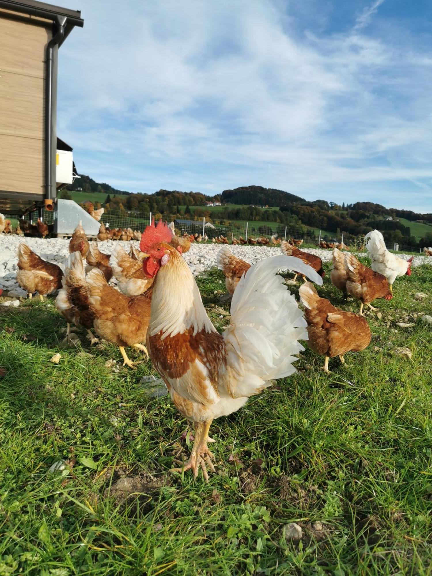 Farm stay Sunnhof